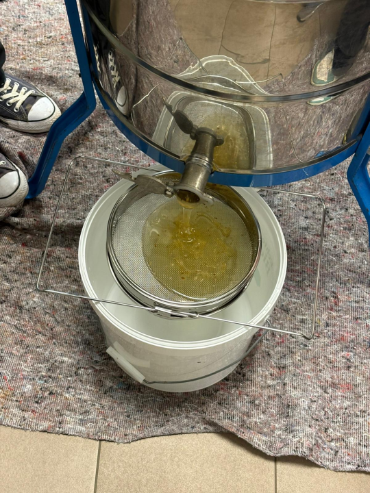 Insekten und der Honig
