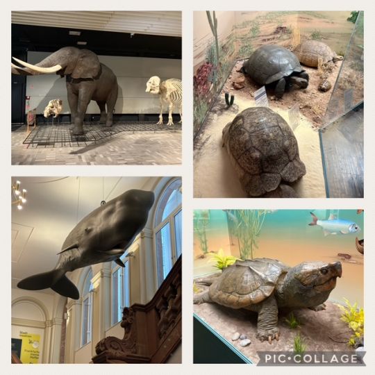 Ein Tag voller Entdeckungen: Die Klasse 7Ra der Geschwister-Scholl-Schule besucht das Senckenbergmuseum in Frankfurt